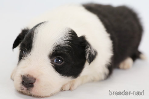 成約済の神奈川県のボーダーコリー-292342の5枚目